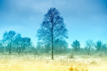 trees in winter