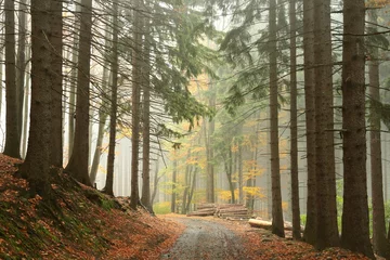Gordijnen Path through coniferous forest on a foggy autumn day © Aniszewski