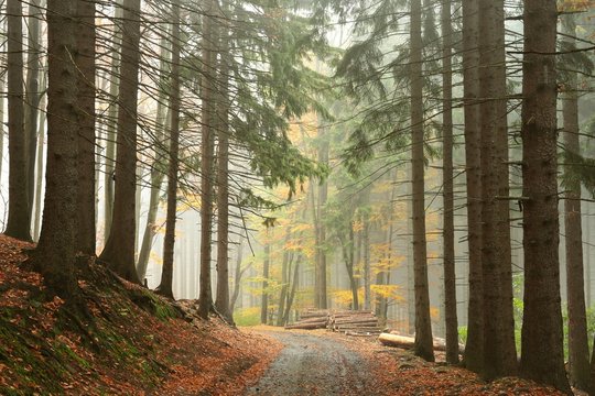 Fototapeta Path through coniferous forest on a foggy autumn day
