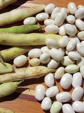 haricots blancs