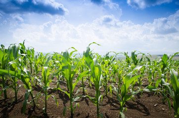 Corn field during summer