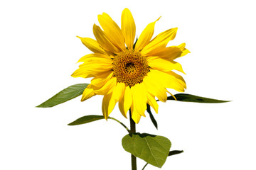 Obraz premium sunflower