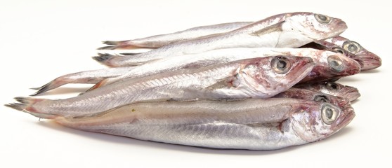 Bacaladillas frescas sobre fondo blanco