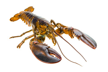 Raw lobster