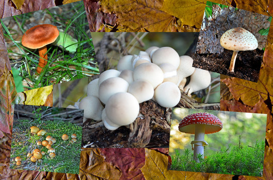 Collage mit verschiedenen Pilzen