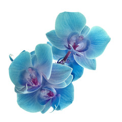 BeŽauty orchid on white