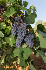 Healthy ripe sweet and juicy red wine grapes.