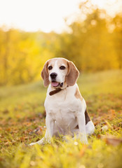 Beautiful dog