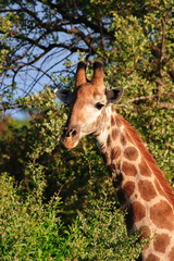 Fototapeta premium żyrafa