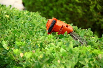 pruning tool on green shrub