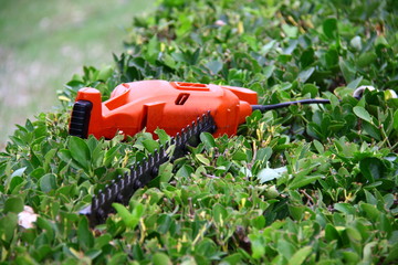 Naklejka premium pruning tool on green shrub