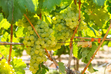 Healthy ripe sweet and juicy white grapes