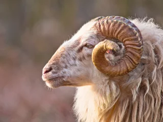 Acrylic prints Sheep Male long-tailed sheep