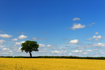 Wheat fields with tree