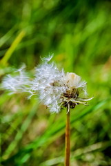 Dandelion