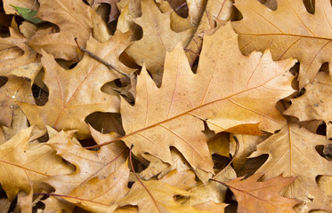 Background group autumn orange leaves