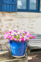 Colorful flowers in blue pot