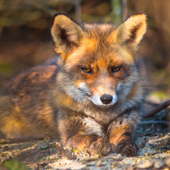 Red fox is relaxing