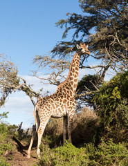Tall african giraffe looking down at camera