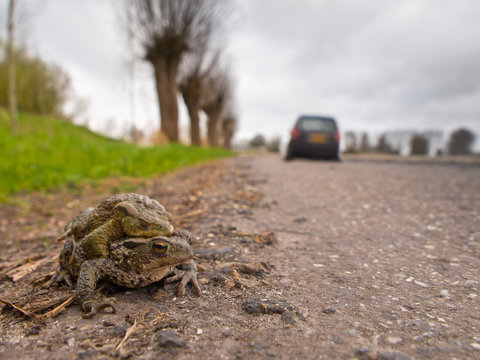 Mating toad are crossing a road