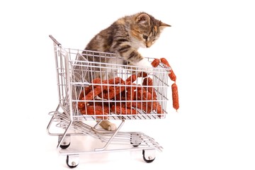 Hauskatze beim Einkaufen