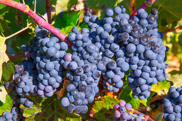 Bobal Wine grapes in vineyard raw ready for harvest
