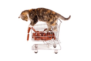 junge Katze im Einkaufswagen