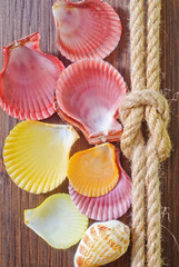 sea shells and rope