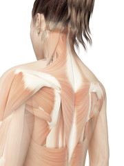 female back muscles