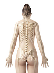 female skeleton from behind
