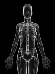 transparent female skeleton - upper body
