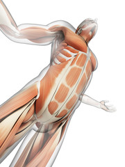 male posing - visible muscles