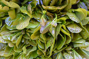 Cashew leaves (Anacardium occidentale)