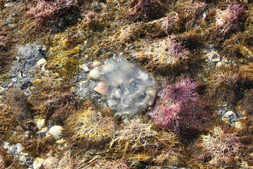 small jellyfish arrival at the beach by the tides