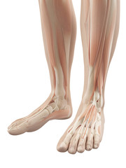muscles of the feet
