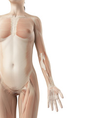 Fototapeta premium muscles of the arm