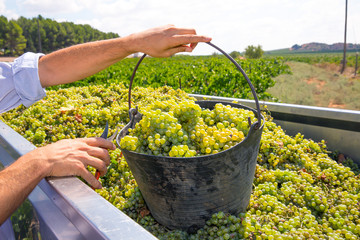 chardonnay harvesting with wine grapes harvest - obrazy, fototapety, plakaty