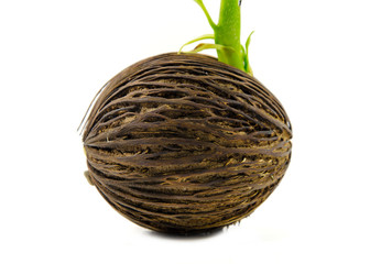 Cerbera odollam  or Suicide tree fruit seed.