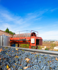 cabernet sauvignon wine grapes and round press