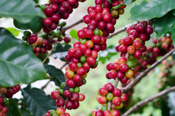 Coffee beans on trees