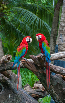 Fototapeta Parrot macaw beautiful colors