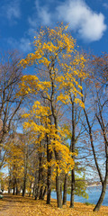 Fototapeta premium autumn maple trrees