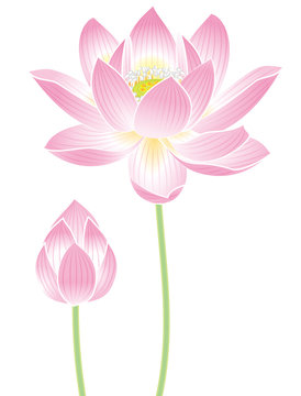 蓮根の花 の画像 3 258 件の Stock 写真 ベクターおよびビデオ Adobe Stock