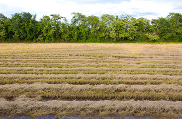 After harvest landscape