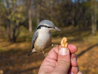 nuthatch