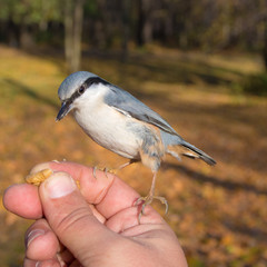 nuthatch closeup