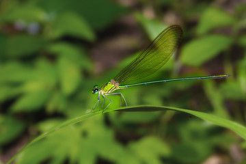 Green demselfly on leaf