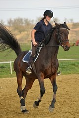 équitation