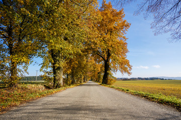 rural Road in the autumn with yellow trees
