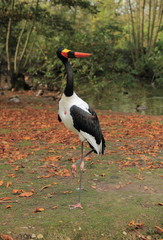 jabiru du sénégal